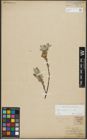Foto von Salix repens subsp. repens L.